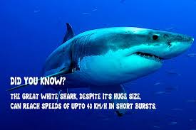 35 Interesting Great White Shark Facts For Kids