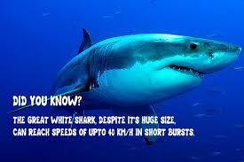 35 interesting great white shark facts for kids