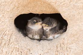 Baby Birds With Yellow Tail Feathers Pin By Bev Barna On Animals Bird Pictures Baby Bird Bird Photo