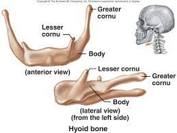 Hyoid Bones Cosist Of Body Greater And Lesser Cornu Greater And Lesser Horns Basic Anatomy And Physiology Medical Anatomy Human Anatomy And Physiology