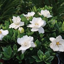 Image result for Gardenia imperialis