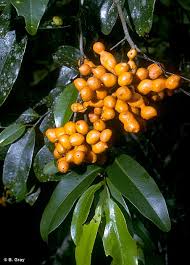 Image result for Uvaria schweinfurthii