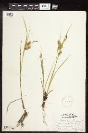 Image result for Carex runssoroensis