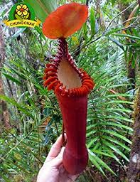 We did not find results for: Eating Mosquito Carnivorous Plants Nepenthes Seeds 200pcs Bag Tropical Pitcher Plant Catch Insect Garden Bonsai Potted Easy Grow 8 Patio Lawn Garden Plants Seeds Bulbs Urbytus Com