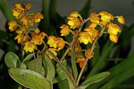 Image result for Polystachya troupiniana
