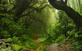 Resultado de imagem para reino plantae