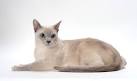 Tonkinese Cat Breed Profile | Petfinder