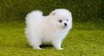 Pomeranian Puppies ~ AKC Micro Teacup Puppies For Sale