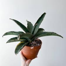 Image result for Sansevieria scimitariformis