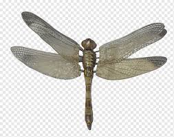 Maybe you would like to learn more about one of these? Insect Dragonfly Insect Animals Transparent Background Rendering Png Pngwing