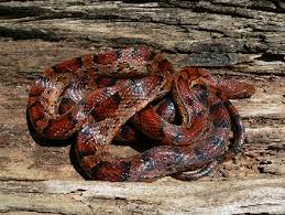 Both of these snakes may be identified by the long stripes on their sides; Southeastern Reptile Rescue Non Venomous Snakes