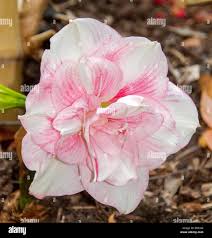 Adele maguire hi-res stock photography and images