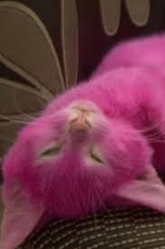 Huffpost Is Now A Part Of Verizon Media Pink Cat Pink Cool Cats