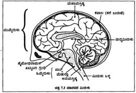 Karnataka Sslc Science Model Question Paper 4 Kannada Medium Https Www Learninsta Com Karnataka Sslc Scienc Biology Notes Model Question Paper Science Models