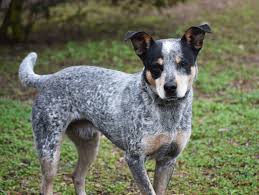 Black Australian Cattle Dog Blue Heeler Mix Adopt Merle Luke On Petfinder Australian Cattle Dog Blue Heeler Australian Cattle Dog Cattle Dog