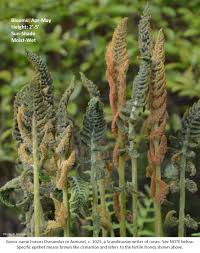 Image result for Synadenium cameronii