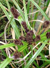 Image result for Cyperus rigidifolius