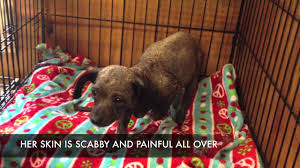 A naughty boy split them and ruined their happiness. Small Dog Rescue Flagstaff Az Jobs Ecityworks