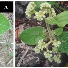 Image result for Marsdenia dregea