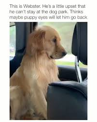 Keep Trying Webster Cute Baby Animals Funny Animals Cute Dogs