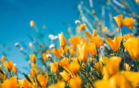 The white marguerite daisy (shown here) or more common shasta daisy has pure white flowers that come in full speed ahead with summer's heat. Wallpaper Summer Flowers Yellow Tulips Images For Desktop Section Cvety Download