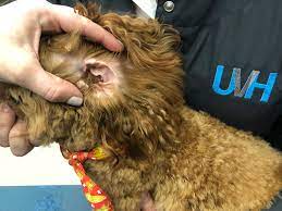 Maybe you would like to learn more about one of these? My Dog Has An Ear Infection Again So What Gives Uvh