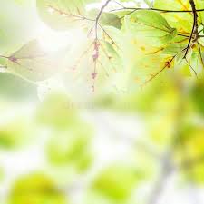 Fresh Green Leaves Over Blurred Background Sun Light Spring Season Abstract Ad Blurred Background Sun Blurred Background Background Fresh Green