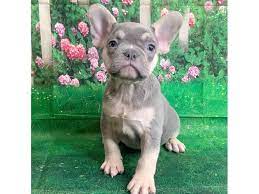 Please contact us for prices. French Bulldog Puppies Petland Mason Oh