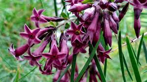 Image result for Cestrum × cultum