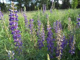Image result for Lupinus mexicanus