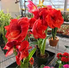 Image result for Hippeastrum sp. cultivars