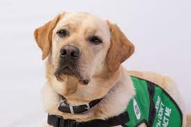 Owning A Labrador Guide Barking Mad Uk