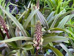 Image result for Eucomis