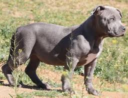 Everything is bigger in california and now in canada. American Bully Xl Pup For Sale In Perris California Classified Americanlisted Com