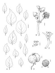 Image result for Erythrococca