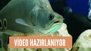Aquariums Giderek Vahsilesen Akvaryum Baliklari In 2020 Fish Pet Aquarium Fish Aquarium Setup