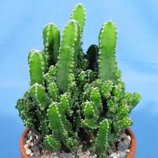The cereus peruvianus (cereus repandus). Cereus Peruvianus Florida Kakteen Gautschi