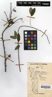 Image result for Phyllanthus polyspermus