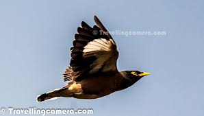 Bird Of The Month Pin On Travellingcamera