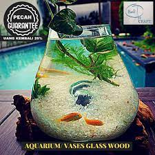 Jual aquarium mini bulat komplit. Jual Akuarium Ikan Cupang Mini Xxl Kaca Tiup Akar Bali Aquascape Aquarium Unik Glasswood Wooden Craft Ikan Hias Ready Stock Pot Vas Terbaru Juni 2021 Blibli