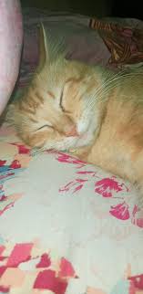 546 listings of hd kucing wallpaper picture for desktop, tablet & mobile device. Kucing Oren Animals Cats Wallpaper