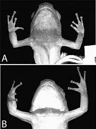 Potting soil mix for cacti is acceptable for moon cacti, or you can add perlite or coarse sand to the soil for improved drainage. Phylogenetic Systematics Of Dart Poison Frogs And Their Relatives Amphibia Athesphatanura Dendrobatidae