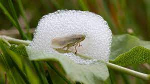 Home company fruit trees yellow peaches yellow nectarine white peaches flat peaches apricots plums cherry apples pears actinidia kaki strawberry plants variety innovation blog contact. Inside The Spittlebug S Bubble Home The New York Times