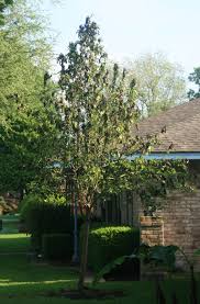 I'm thinking it could be fire blight but i'm not sure, i've removed the affected leaves and threw them out. Why Is My Pear Tree Dying Around The Blossoms Gardening Landscaping Stack Exchange