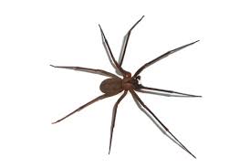 Arachnologist rick vetter is an expert on the brown recluse spider who has. Brown Recluse Spider Nashville Murfreesboro Mt Juliet Tn