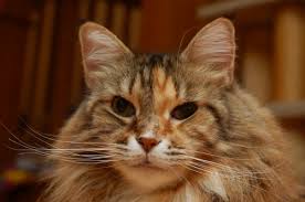 Dacf home → bureaus & programs → bureau of agriculture → division of animal and plant health → animal health → importation of dogs and cats into maine. Maine Coon Specialty Purebred Cat Rescue