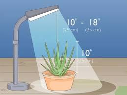 Even though they can bloom, it's very rare to see an aloe vera flower on plants that are growing indoors. 3 Simple Ways To Force Bloom On Aloe Vera Wikihow