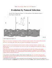Maybe you would like to learn more about one of these? Evolution By Natural Selection Worksheet Name Enessa Yurkin Date June 2 2020 Period 1 Evolution By Natural Selection Describe What Is Happening In Course Hero