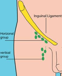 Hip adductor muscles together make up the groin area. How To Check Your Lymph Nodes