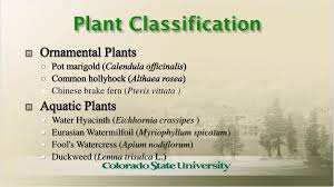 A flower is a compact generative shoot that is comprised of three zones: What Is Classification Of Ornamental Plants